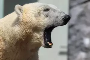 Medvěd Lední