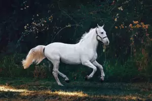 Bílý Kůň