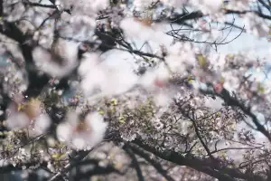 Sakura Strom