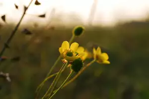 Kokoška Pastuší Tobolka