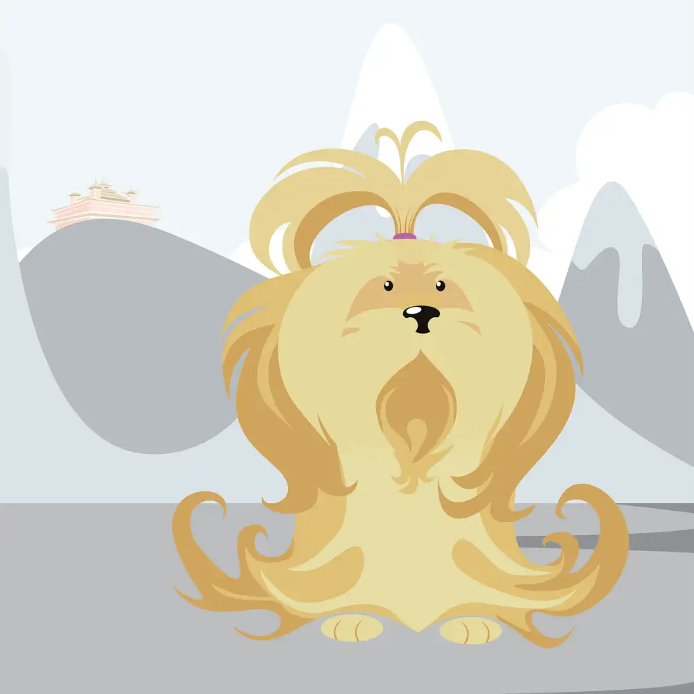 Lhasa Apso